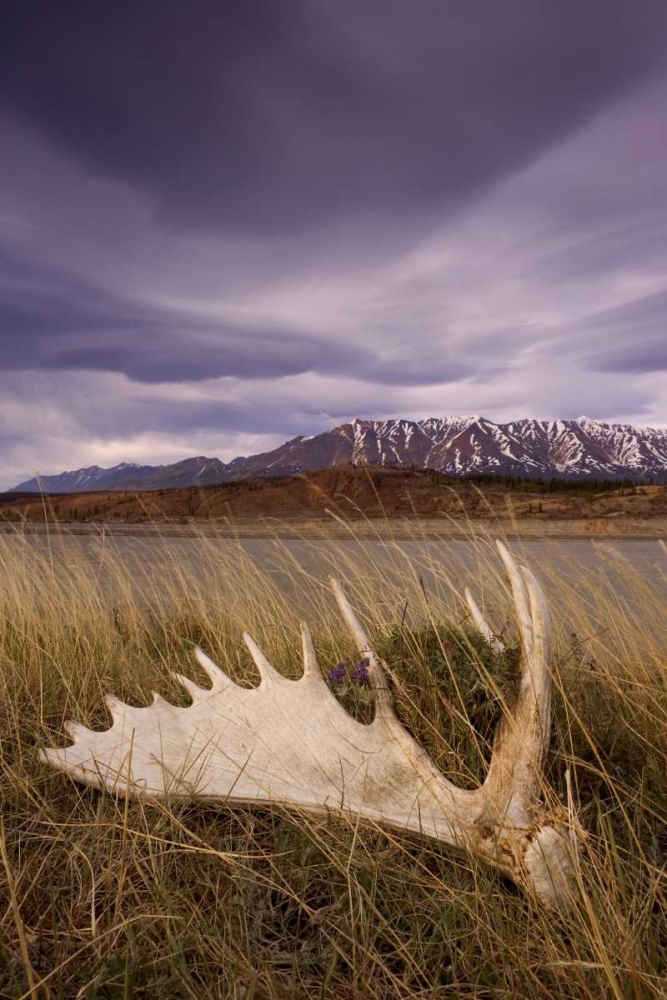 Canada, BC, Yukon, Moose antler and landscape art print by Don Paulson for $57.95 CAD